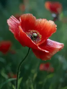 Poppy (15)