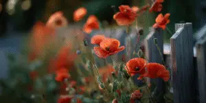 Poppy Flower