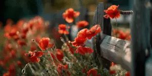 Poppy Flower