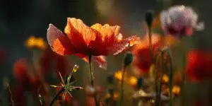 Poppy Flower