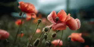 Poppy (9)