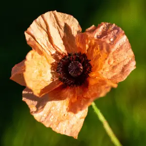 Orange poppy flower with water droplets