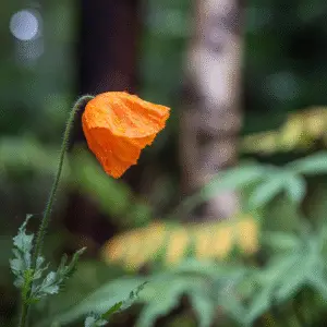 Orange poppy with water droplets