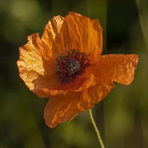 Vibrant orange poppy flower close-up