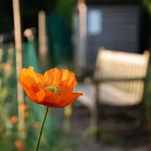Vibrant orange poppy in garden