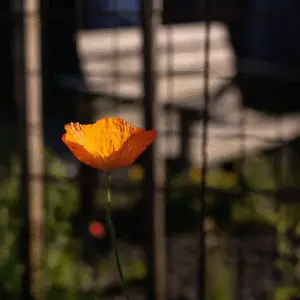 Bright orange poppy in soft light