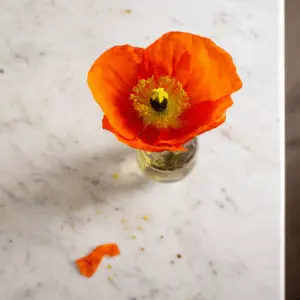 Vibrant orange poppy in a vase.