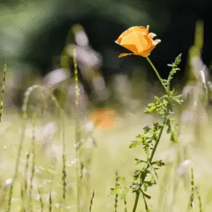 Single orange poppy in field