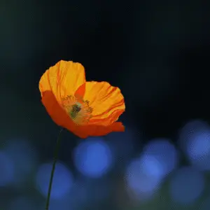 Vibrant orange poppy against dark background