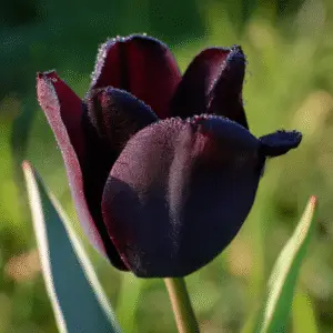 Queen of Night Tulip Flower