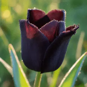 Queen of Night Tulip