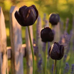 Queen of Night Tulip Flower