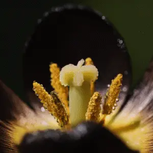 Queen of Night Tulip Flower
