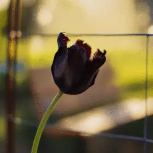 Queen of Night Tulip