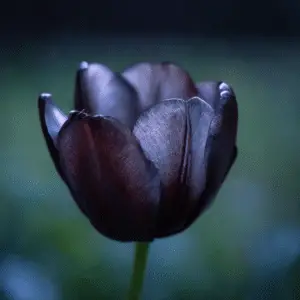 Queen of Night Tulip Flower