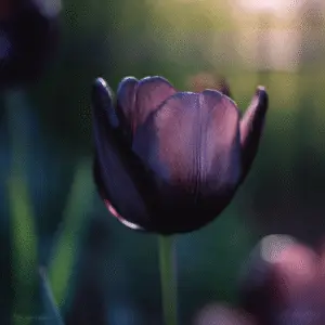 Queen of Night Tulip Flower