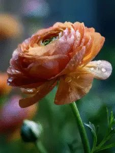 Ranunculus (1)