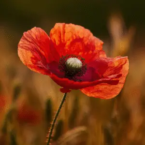 Red Poppy (Papaver rhoeas) flower