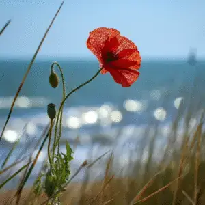 Red Poppy (Papaver rhoeas) flower