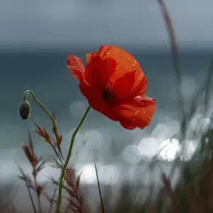 Poppy