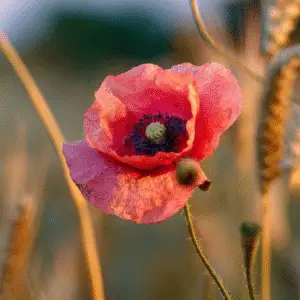 Red Poppy (Papaver rhoeas) flower