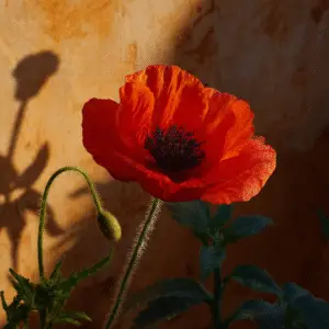Red Poppy (Papaver rhoeas) flower