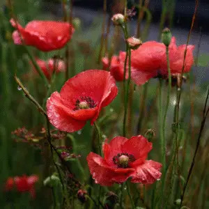 Red Poppy (Papaver rhoeas) flower