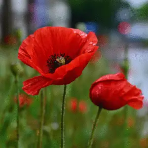 Poppy