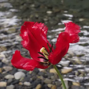 Tulip
