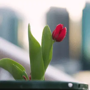 Red Tulip (Tulipa hybrids)