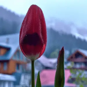 Red Tulip (Tulipa hybrids)