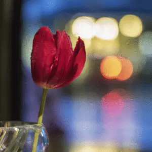 Tulip