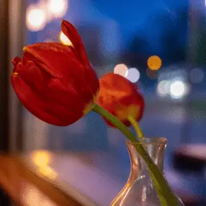 Tulip