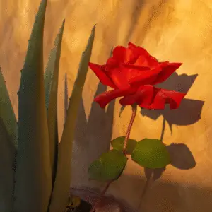 Red rose flower