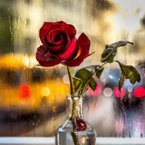 Red rose (