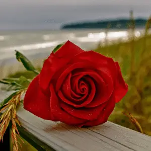 Red rose (