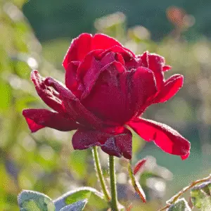 Red rose (