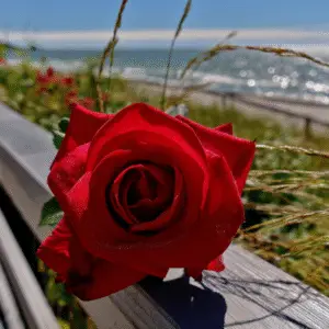 Red rose (