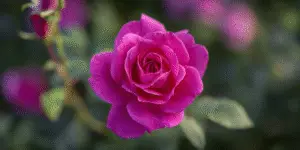 Rose (8)