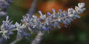 Russian Sage