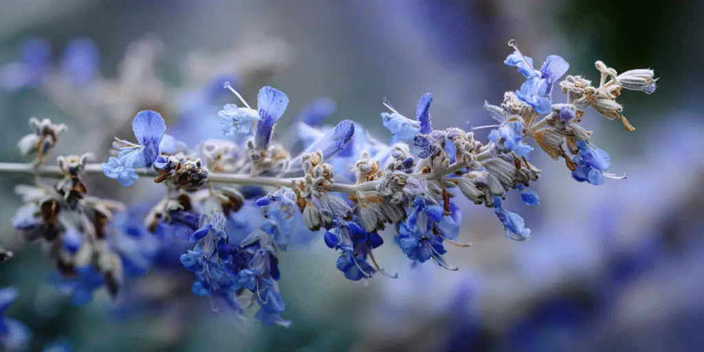 Russian Sage