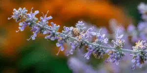 Russian Sage (6)