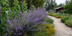 Russian Sage (8)