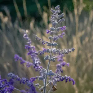 Russian Sage (Perovskia atriplicifolia Salvia yangii) Flower