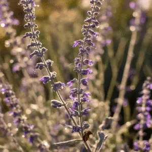 Russian Sage (Perovskia atriplicifolia Salvia yangii) Flower