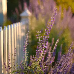 Russian Sage