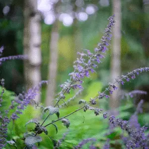 Russian Sage (Perovskia atriplicifolia Salvia yangii) Flower