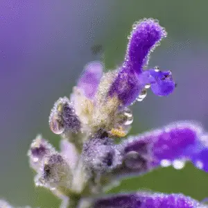 Russian Sage