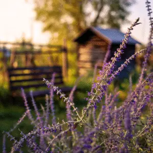 Russian Sage (Perovskia atriplicifolia Salvia yangii) Flower
