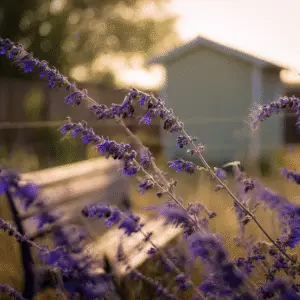 Russian Sage